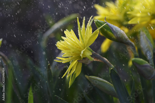 Fototapeta Naklejka Na Ścianę i Meble -  Narcissus flower closeup with raindrops
