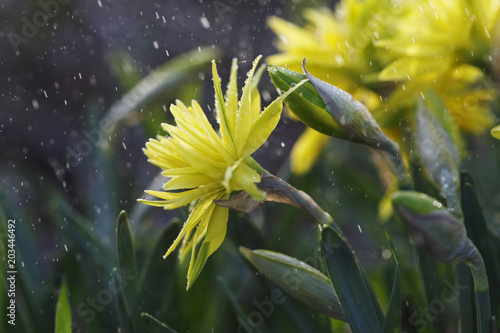 Fototapeta Naklejka Na Ścianę i Meble -  Narcissus flower closeup with raindrops