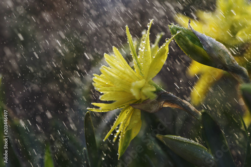 Fototapeta Naklejka Na Ścianę i Meble -  Narcissus flower closeup with raindrops