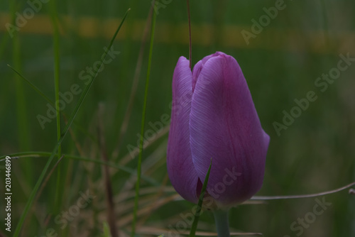 tulip, single, one flower, lilac, purple,  dark,  green background, closeup