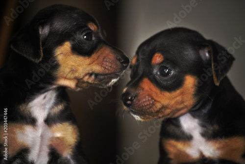 Adorables Puppy and Brother, cute faces © Miguel