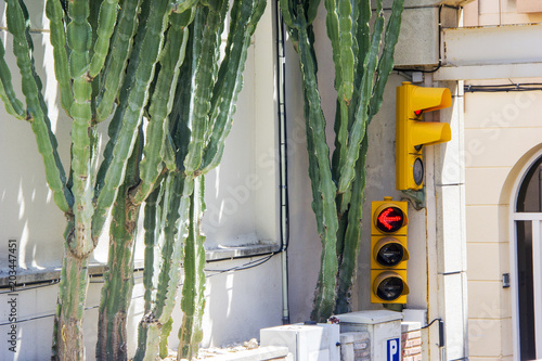 Cactus in the city