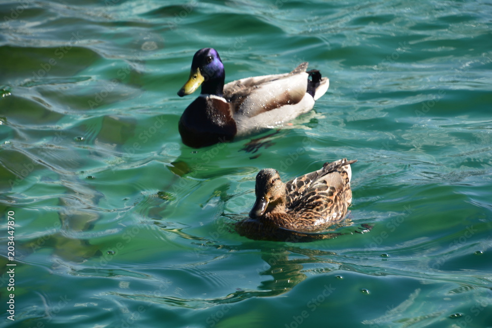 duck bird Mallard water lake nature animal wildlife pond river wing reflection brown feather Swan green light blue swim fauna Park zoo duck bird Mallard water lake nature animal wildlife pond river wing reflection brown feather Swan green light blue swim fauna Park zoo