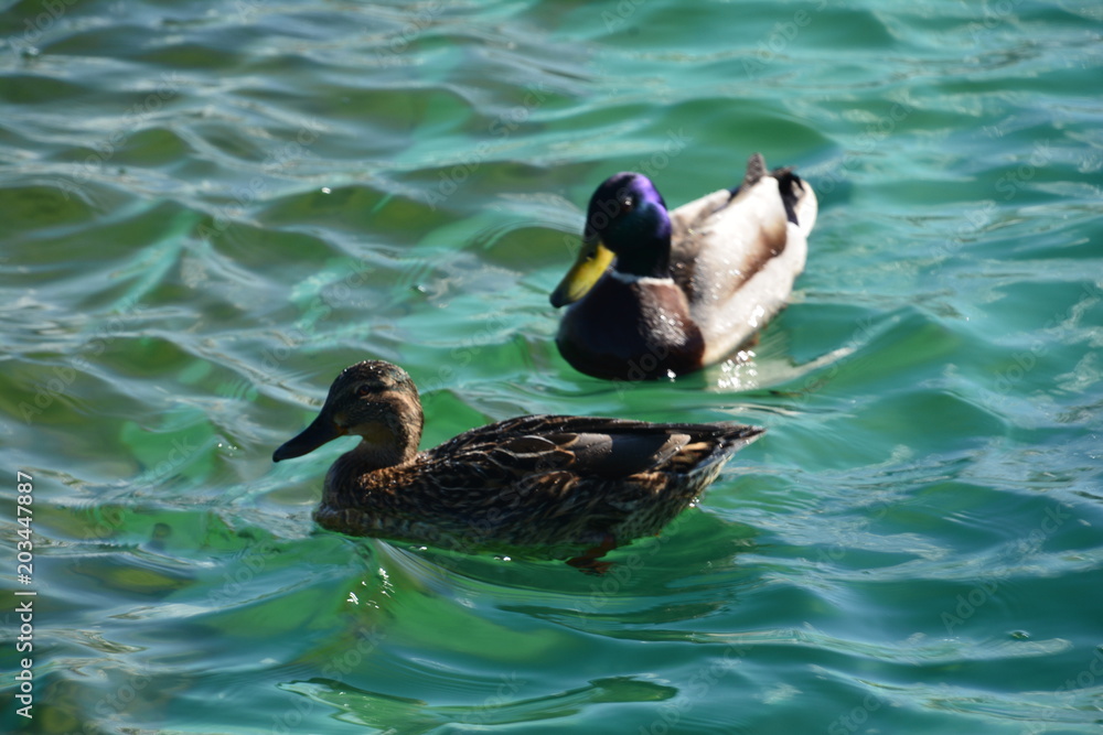 Obraz premium duck bird Mallard water lake nature animal wildlife pond river wing reflection brown feather Swan green light blue swim fauna Park zoo