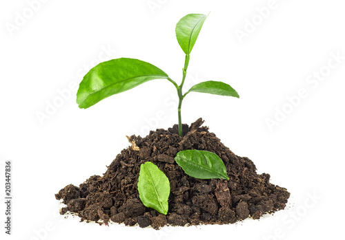 Young plant in soil with fallen leaves on white background