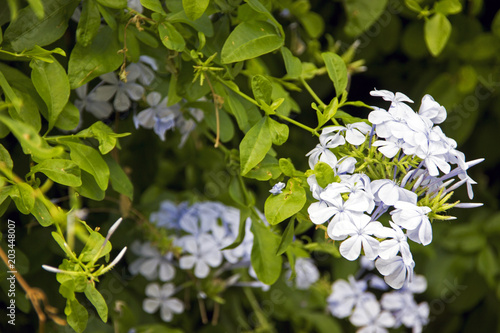 Spring white flowers