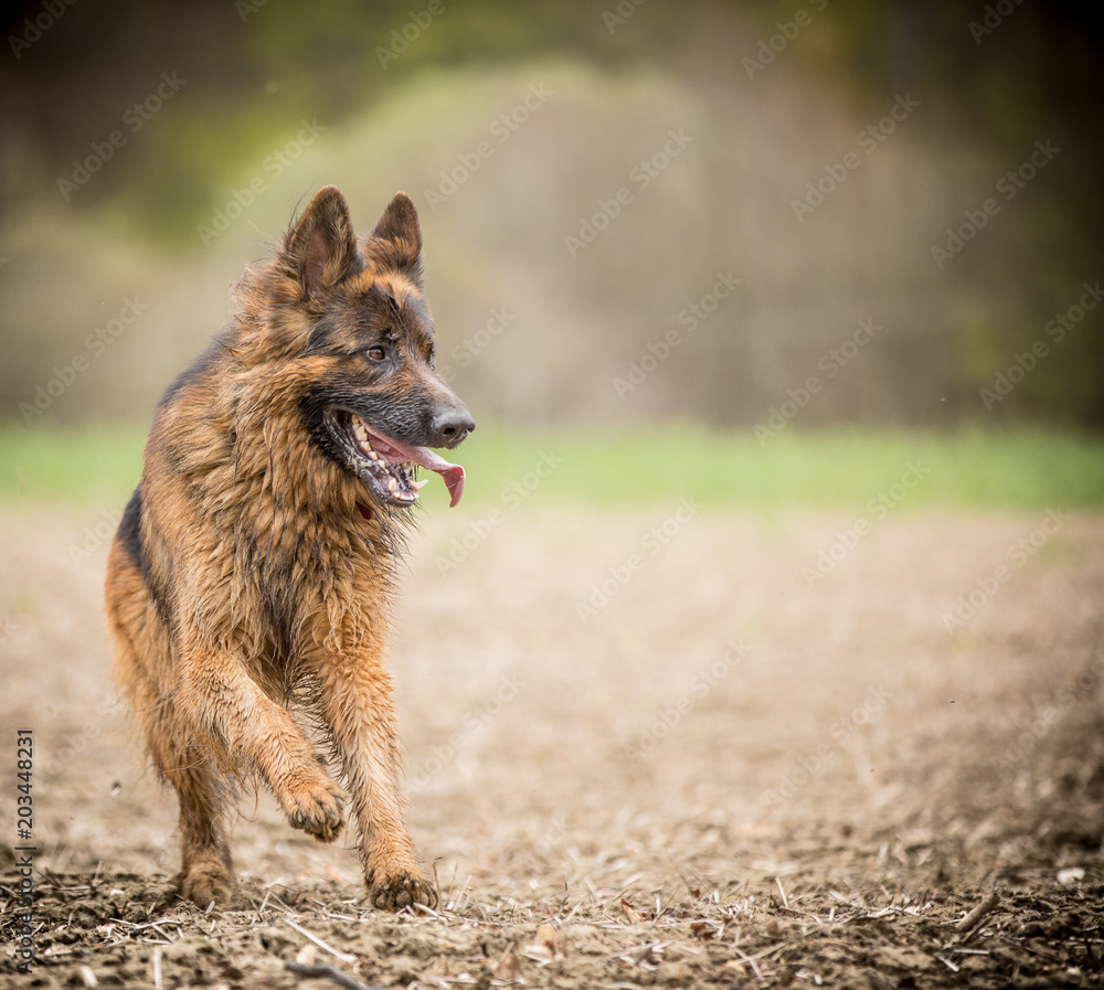 German Shepherd in the field