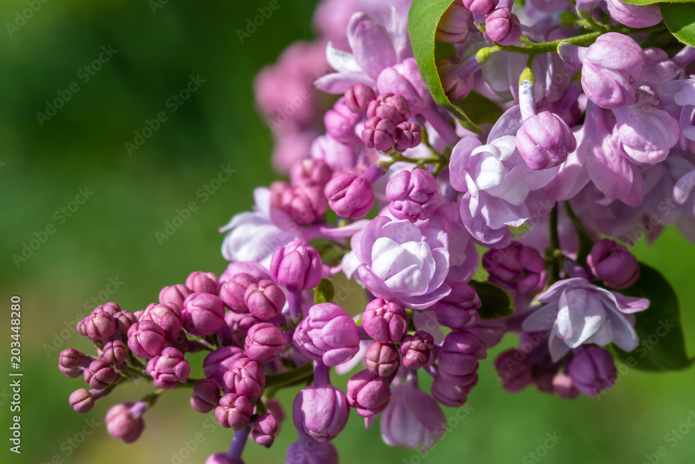springtime bunches of terry lilac blossoms on branches springtime bunches of terry lilac blossoms on branches