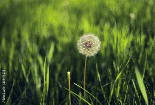 a beautiful white dandelion stands in a green dense grass under the rays of the sun