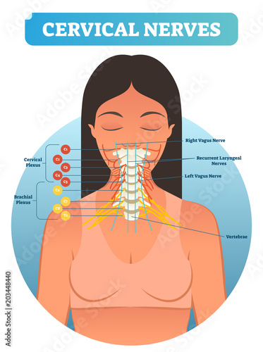 Cervical nerves medical anatomy diagram vector illustration. Human neurological network scheme in neck region.