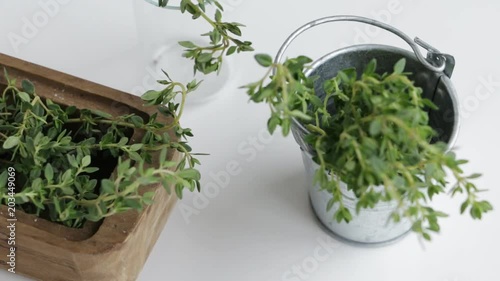 Slow pan of thyme twigs on white table. Top view.  Selective and switching focus.