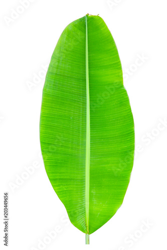banana leaf background.