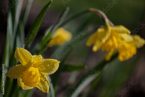 Fototapeta Naklejka Na Ścianę i Meble -  Yellow Narcissus Flower Rain Drops 