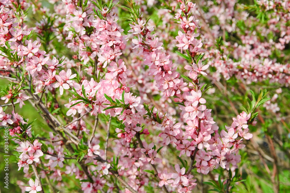 Almonds (Prunus dulcis) in bloom. Tree branches covered with many pink flowers Almonds (Prunus dulcis) in bloom. Tree branches covered with many pink flowers