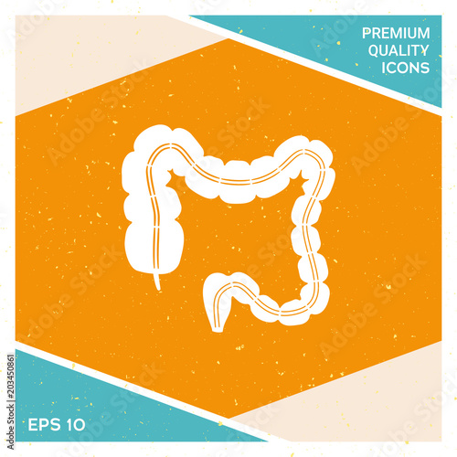 Human organ - the large intestine