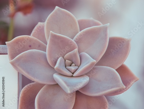 Big cactus flower, succulent, mathematical, harmony. Beauty natural symbol. Botanical background.