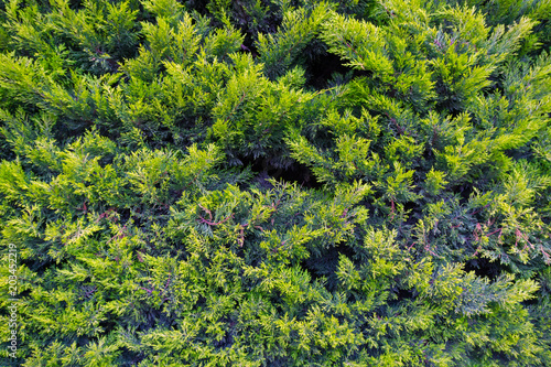 Closeup natural evergreen pine tree © dreamer29