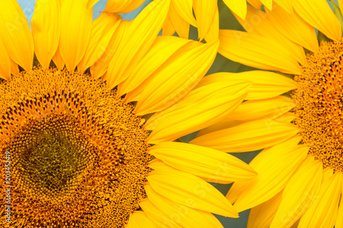 background of sunflowers