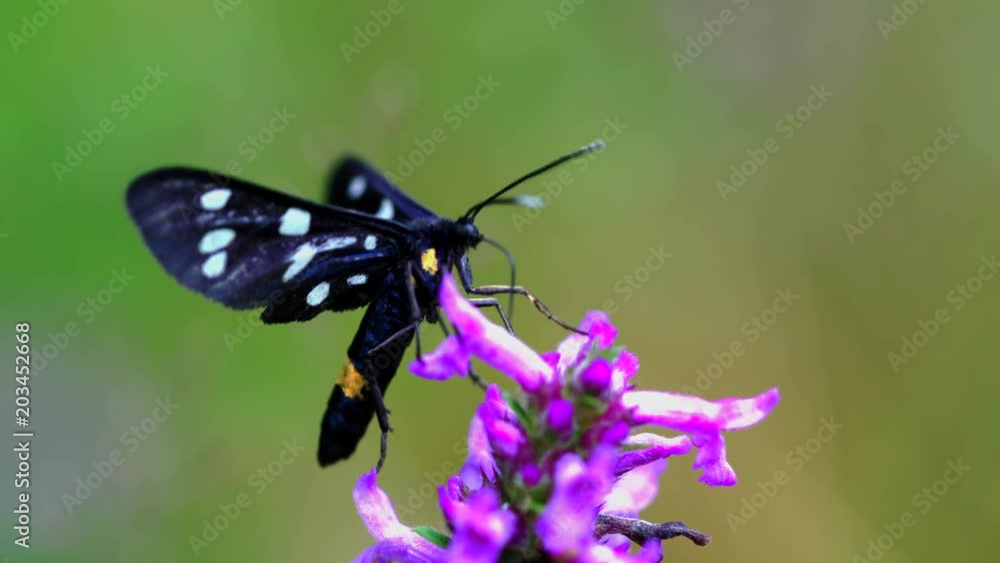 Butterfly on wildflower Wood Betony - (4K) Butterfly on wildflower Wood Betony - (4K)