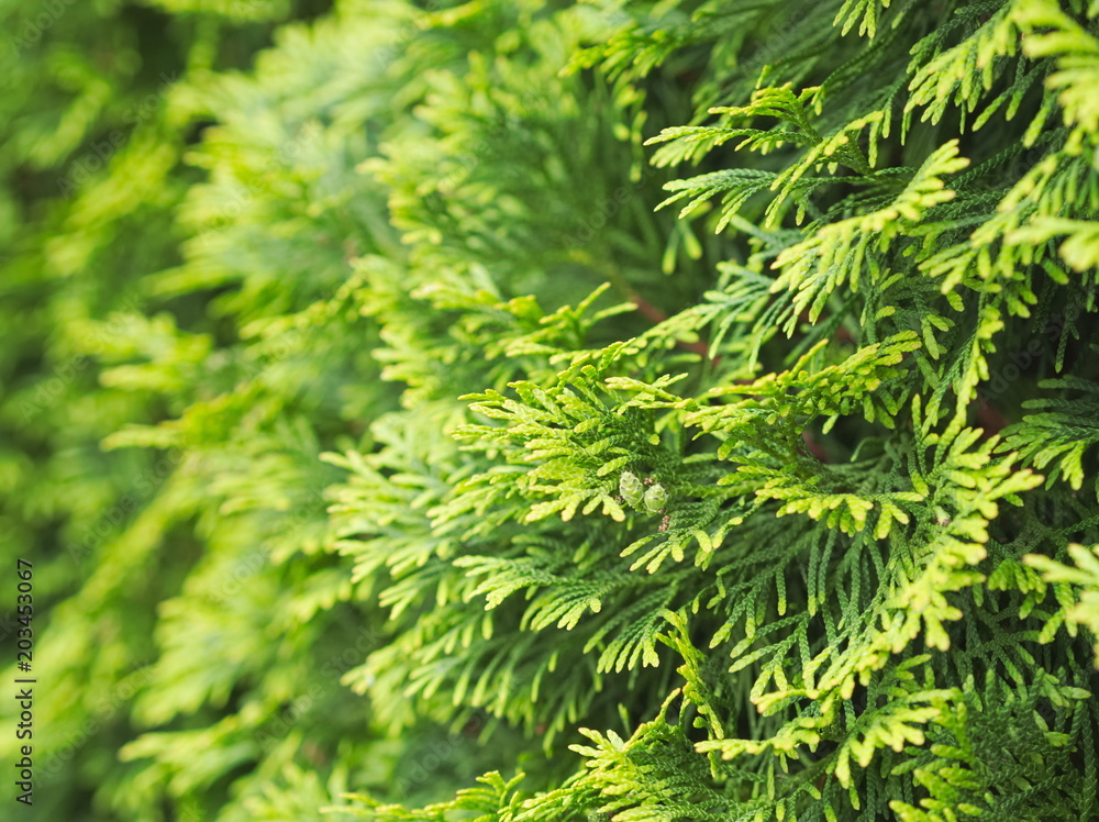 Thuja Tree Closeup Thuja Tree Closeup