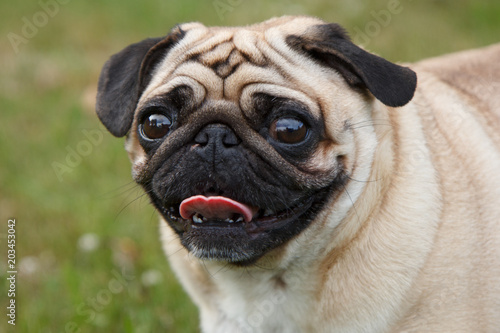 Small pug dog standing in green grass