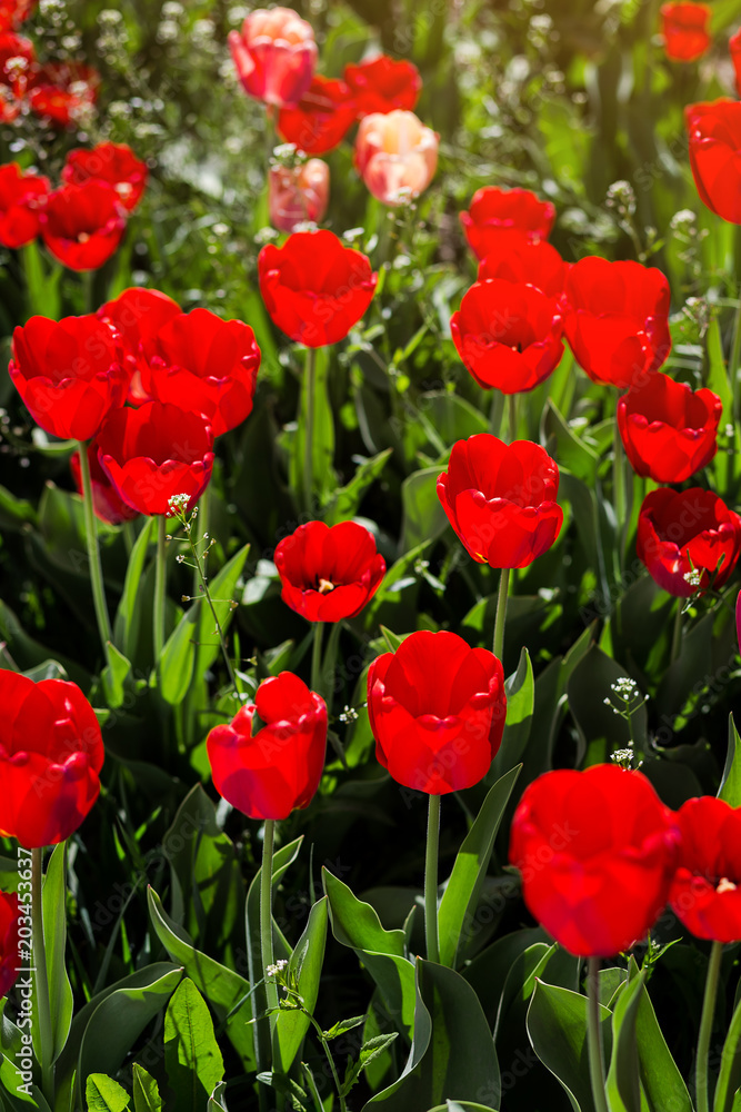 Fototapeta premium Group of beautiful red tulips growing in the garden lit by sunlight on springtime as flowers concept