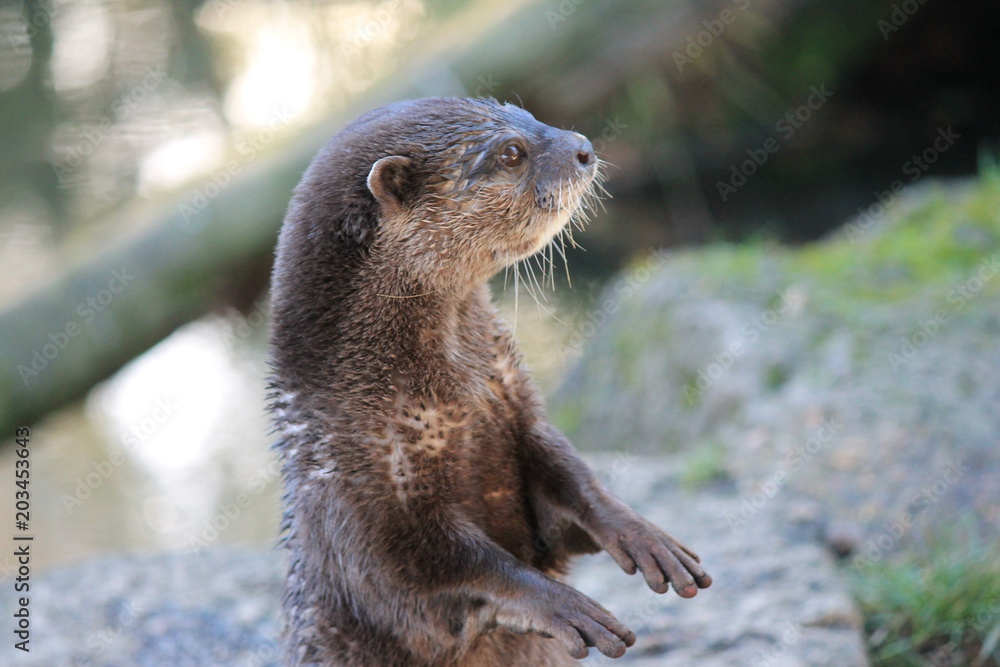 asian small clawed otter head shot asian small clawed otter head shot