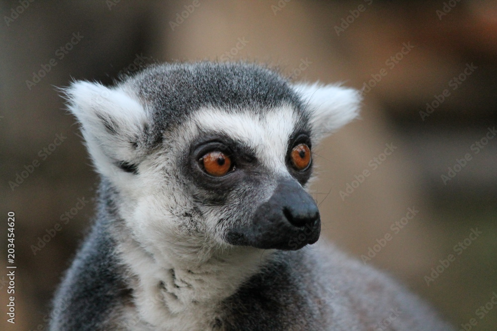 Obraz premium Ring-tailed Lemur monkey with orange eyes in a zoo