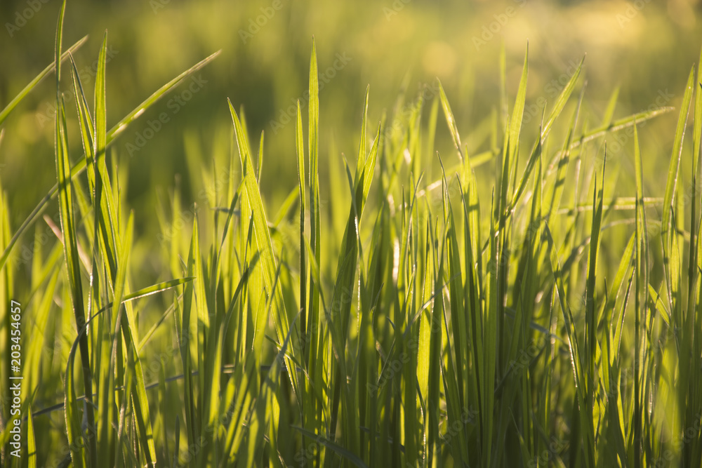 Grass in sunlight closeup. Green nature background