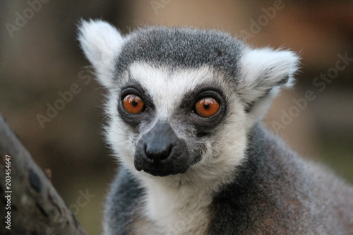 Ring-tailed Lemur monkey with orange eyes in a zoo © cheekylorns