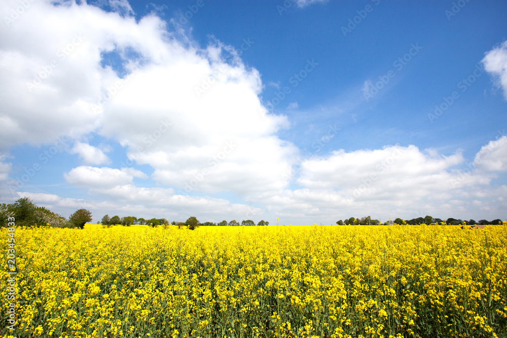 Rapeseed field in bloom in the French countryside in spring with trees on the horizon Rapeseed field in bloom in the French countryside in spring with trees on the horizon