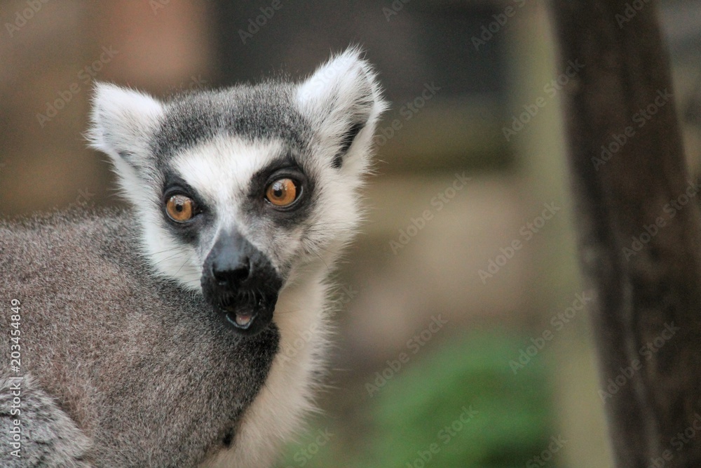 Obraz premium Ring-tailed Lemur monkey with orange eyes in a zoo