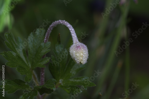 anemone, flower bud, dark blurred background, zawilec, anemon, pąk kwiatowy,  ciemne rozmyte tlo