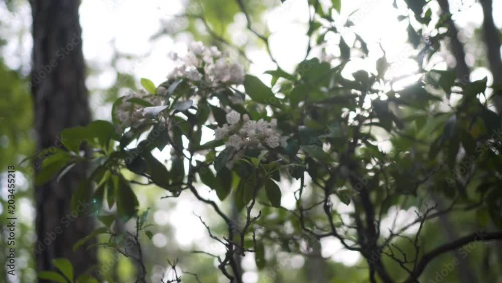 Steadicam motion of backlit mountain laurel blossoms. Steadicam motion of backlit mountain laurel blossoms.