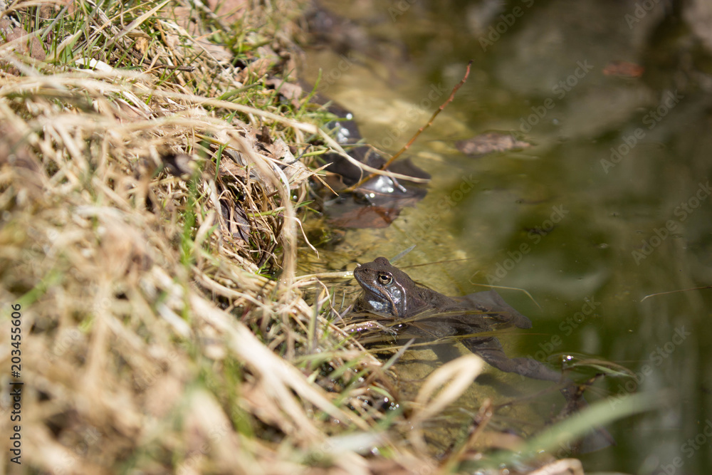 Frog Frog