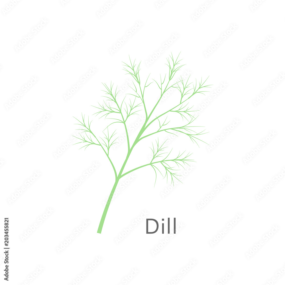 Fototapeta premium Bunch of fresh dill isolated on white background. Vector illustration.