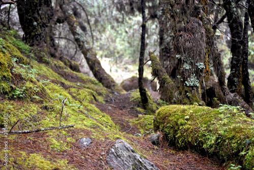 The Enchanted Forest