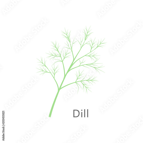 Bunch of fresh dill isolated on white background. Vector illustration.