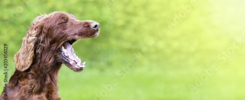 Funny dog yawning - web banner with copy space