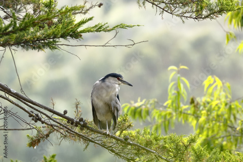 Garza Huaco (Nycticorax nycticorax) photo