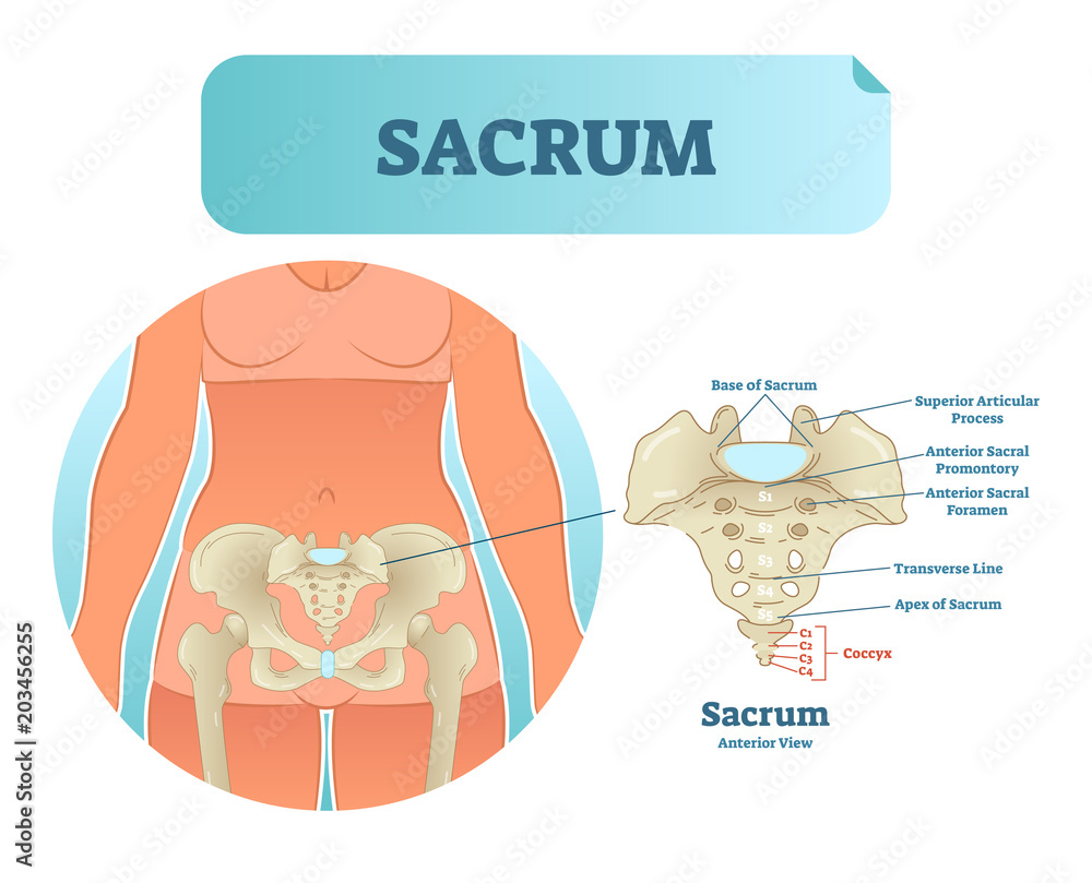 Sacrum visual data 4