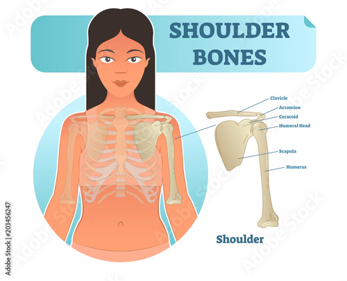 Labeled human shoulder bone anatomical vector illustration diagram poster.
