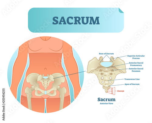 Human sacrum bone structure diagram, anatomical vector illustration labeled scheme with bone sections.