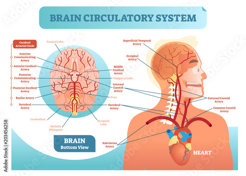 Brain circulatory system anatomical vector illustration diagram. Human brain blood vessel network scheme. Cerebral medicine information. photo