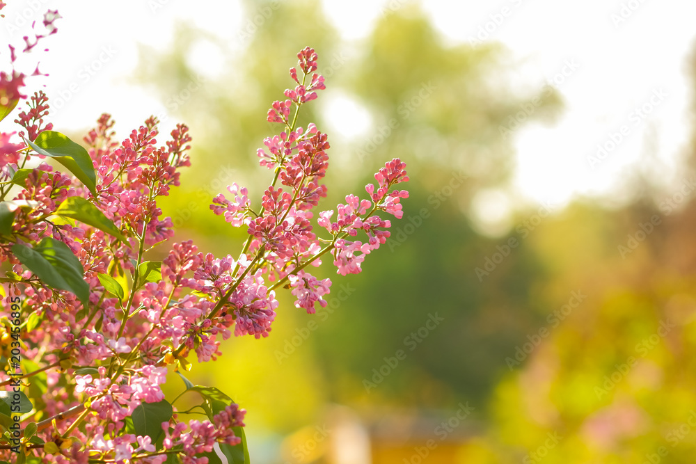 Lilac in warm colors, blooming lilac in sunlight, purple flowers with copy space, blank for postcard, blurry background, festive bouquet, art Lilac in warm colors, blooming lilac in sunlight, purple flowers with copy space, blank for postcard, blurry background, festive bouquet, art