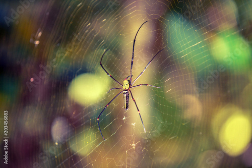 Silk spider Nephila in the rain forest of Sinharaja Forest of Sri Lanka