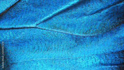 A bright blue opalescent fragment of a wing of the blue morpho butterfly, Morpho peleides. Cells, veins and scales of a butterfly wing are perfectly seen on the high magnification picture