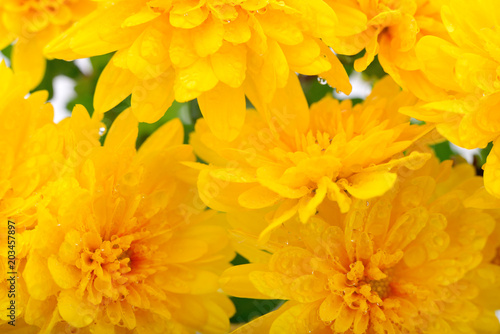Yellow chrysanthemums background.