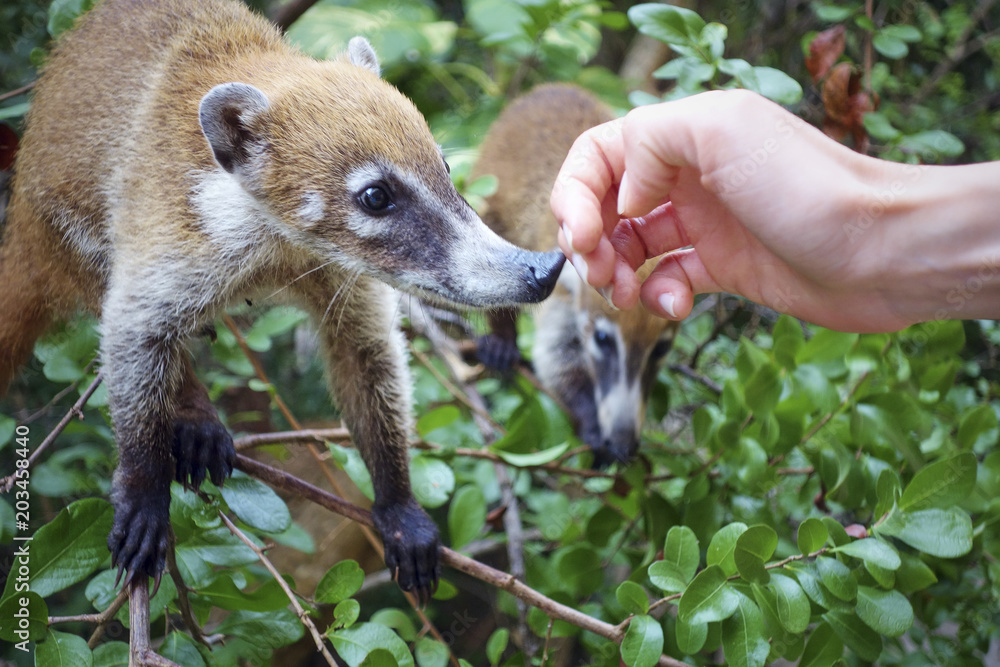 portrait of a very cute White-nosed Coati (Nasua narica) aka Pizote or Antoon. Diurnal, omnivore mammal portrait of a very cute White-nosed Coati (Nasua narica) aka Pizote or Antoon. Diurnal, omnivore mammal