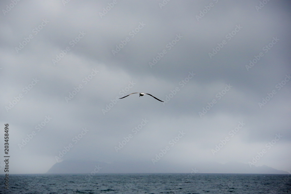 Seagull on the cloudy sky on Atlantic coast, Vigo, Galicia, Spain Seagull on the cloudy sky on Atlantic coast, Vigo, Galicia, Spain